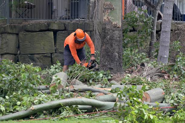 Emergency Storm Tree Removal in Port St John, FL